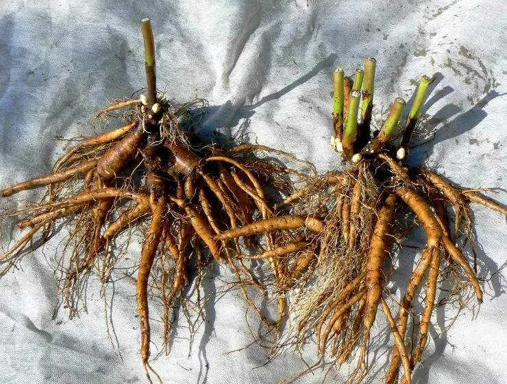 Лилейник Линн Холл